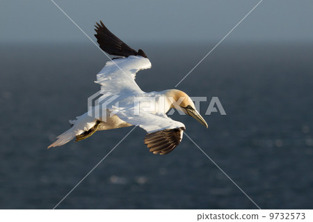 A gannet is flying 9732573