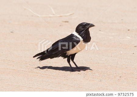 Pied crow (corvus albus) 9732575