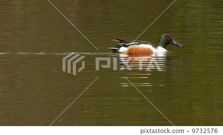 Northern Shoveler in the water 9732576