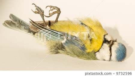 A deceased blue tit 9732596