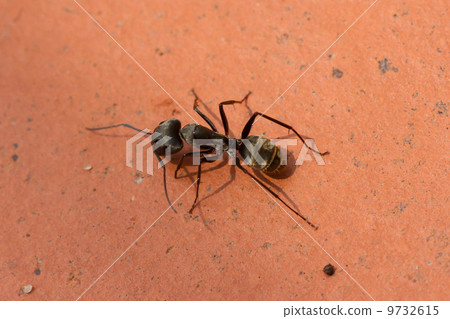 Large black ant walking 9732615
