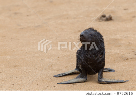 Cape fur seal (Arctocephalus pusillus) 9732616