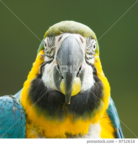 Close-up of a macaw parrot 9732618