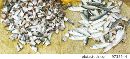 Freshly catch sardines, anchovies 9732644