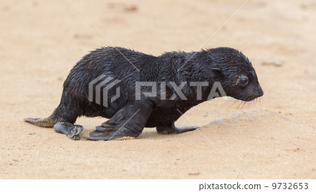 Cape fur seal (Arctocephalus pusillus) Cape fur seal (Arctocephalus pusillus) 9732653