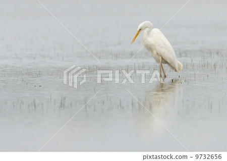 Great white heron 9732656
