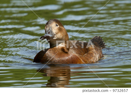 A wild duck swimming A wild duck swimming 9732657