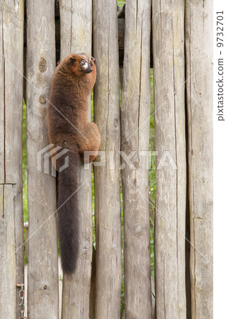 Red-bellied Lemur (Eulemur rubriventer) 9732701