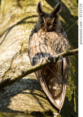 A sleeping long-eared owl 9732729