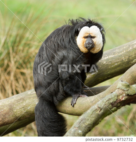 White-faced Saki (Pithecia pithecia) 9732732