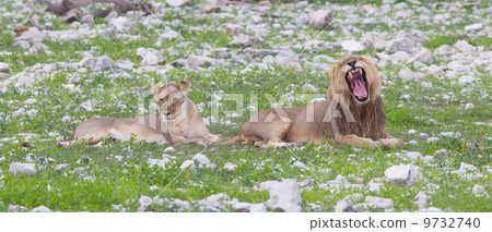 Lion walking on the rainy plains of Etosha Lion walking on the rainy plains of Etosha 9732740