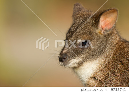 Close-up of a parma wallaby Close-up of a parma wallaby 9732741