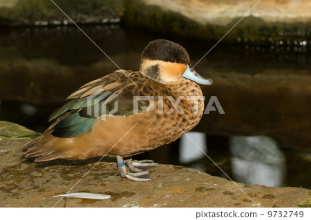 A tropical duck in captivity 9732749