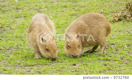 Capybara (Hydrochoerus hydrochaeris) 9732760