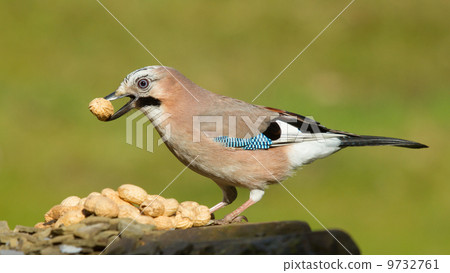A Jay bird (Garrulus glandarius) A Jay bird (Garrulus glandarius) 9732761
