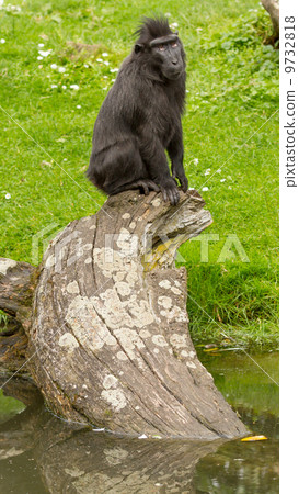 Crested Black Macaque (Macaca nigra) Crested Black Macaque (Macaca nigra) 9732818