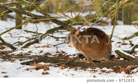 Parma wallaby in the snow Parma wallaby in the snow 9732835