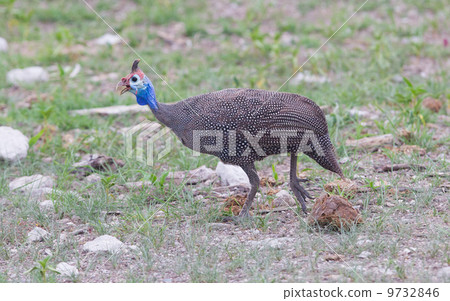 Guinea Fowl, Helmeted - Wild Game Birds from Africa Guinea Fowl, Helmeted - Wild Game Birds from Africa 9732846