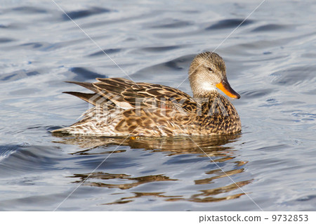 A Gadwall (female) A Gadwall (female) 9732853