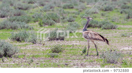 Kori Bustard (Ardeotis kori) walking in the bush 9732880