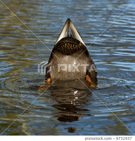 A duck is eating A duck is eating 9732937