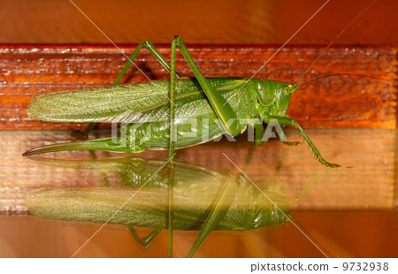 A grasshopper 9732938