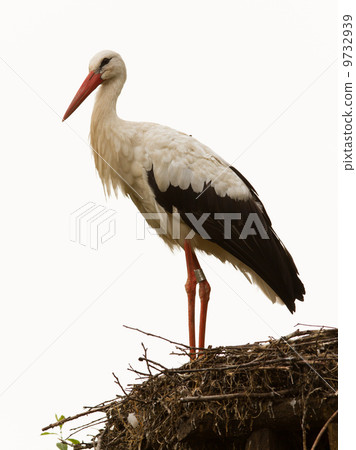 Adult stork in its natural habitat, on a nest 9732939