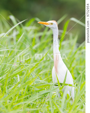 Cattle egret (Bubulcus ibis) 9732954