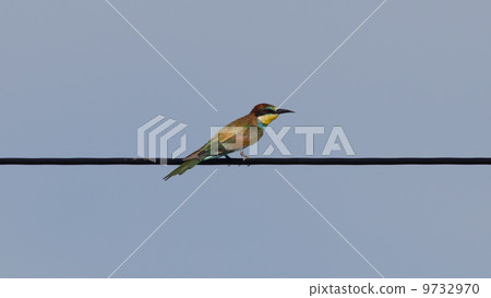 European bee-eaters (Merops Apiaster) 9732970