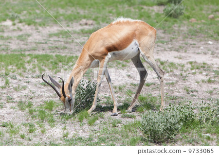 Springbok antelope (Antidorcas marsupialis) Springbok antelope (Antidorcas marsupialis) 9733065