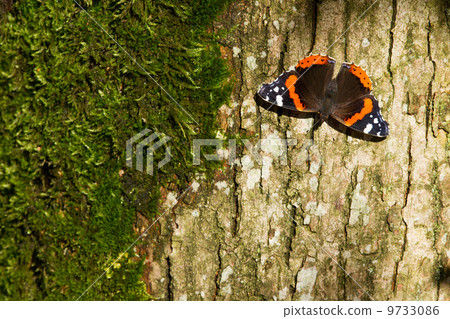 Red Admiral Butterfly - Vanessa atalanta 9733086