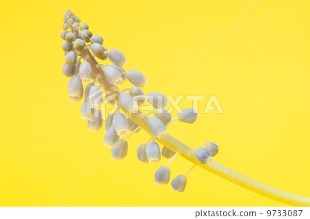 Grape hyacinth with yellow background 9733087