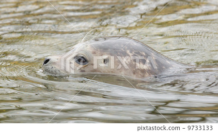 Grey seal swimming Grey seal swimming 9733133