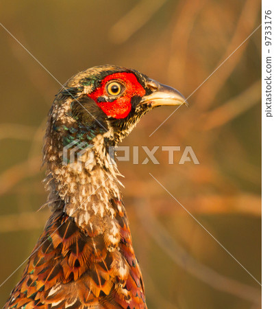 A pheasant A pheasant 9733176