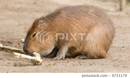 Capybara (Hydrochoerus hydrochaeris) sitting in the sand Capybara (Hydrochoerus hydrochaeris) sitting in the sand 9733179