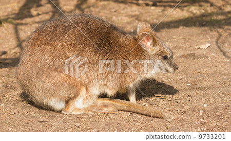 A parma wallaby A parma wallaby 9733201