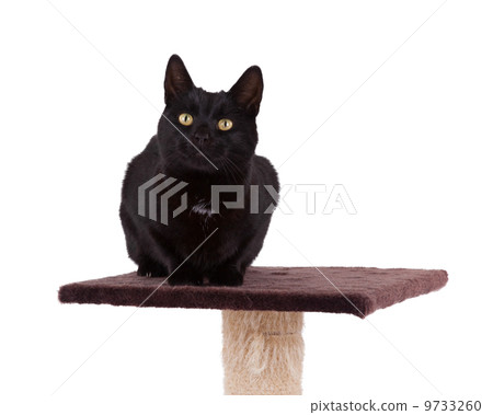 Black cat with a scratch pole 9733260