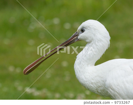 Spoonbill in it's natural habitat Spoonbill in it's natural habitat 9733267