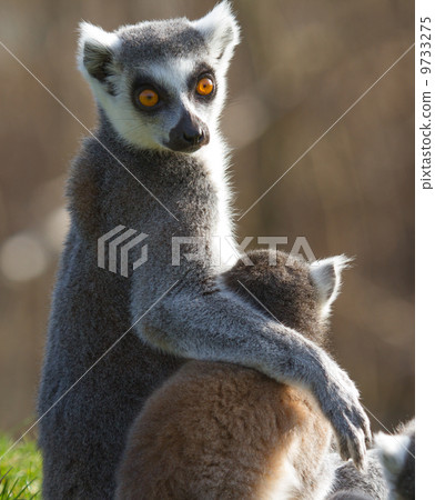Ring-tailed lemur (Lemur catta) 9733275