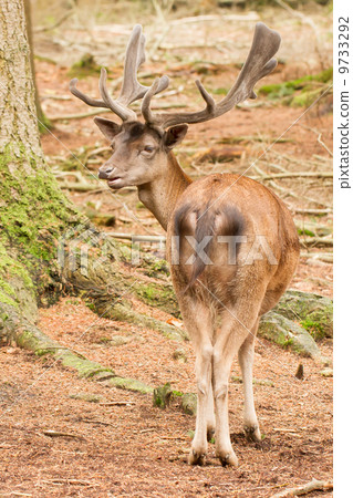 A red deer in the woods 9733292