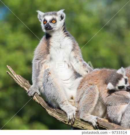 Ring-tailed lemur (Lemur catta) Ring-tailed lemur (Lemur catta) 9733314