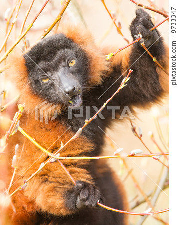 图库照片 red-bellied lemur(eulemur rubriventer)