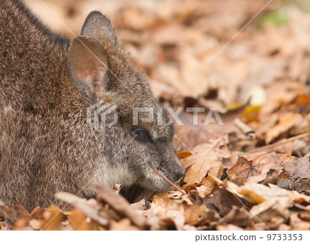 Resting parma wallaby Resting parma wallaby 9733353