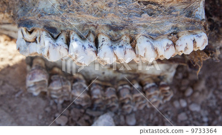 Killed giraffe, teeth 9733364