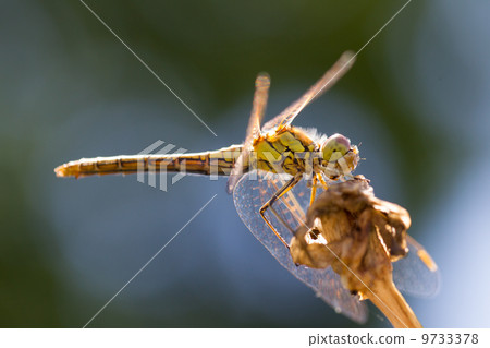 Orange dragonfly resting on grass 9733378