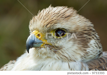 A close-up of a falcon 9733393