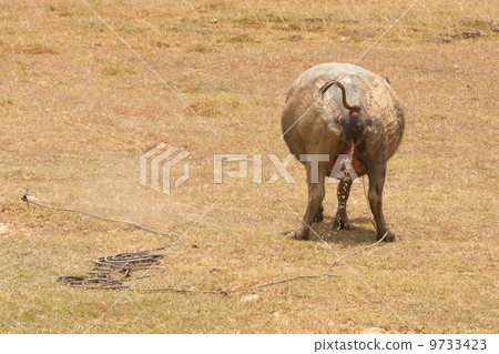 Large water buffalo peeing 9733423