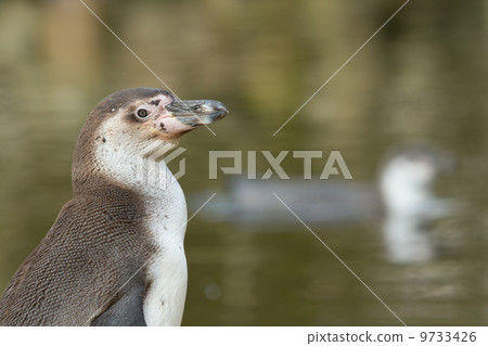 A Humboldt penguin 9733426