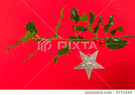 Old silver star hanging in Butcher's broom 9733444