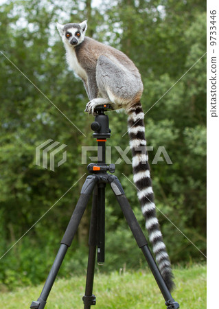 Ring-tailed lemur sitting on tripod Ring-tailed lemur sitting on tripod 9733446